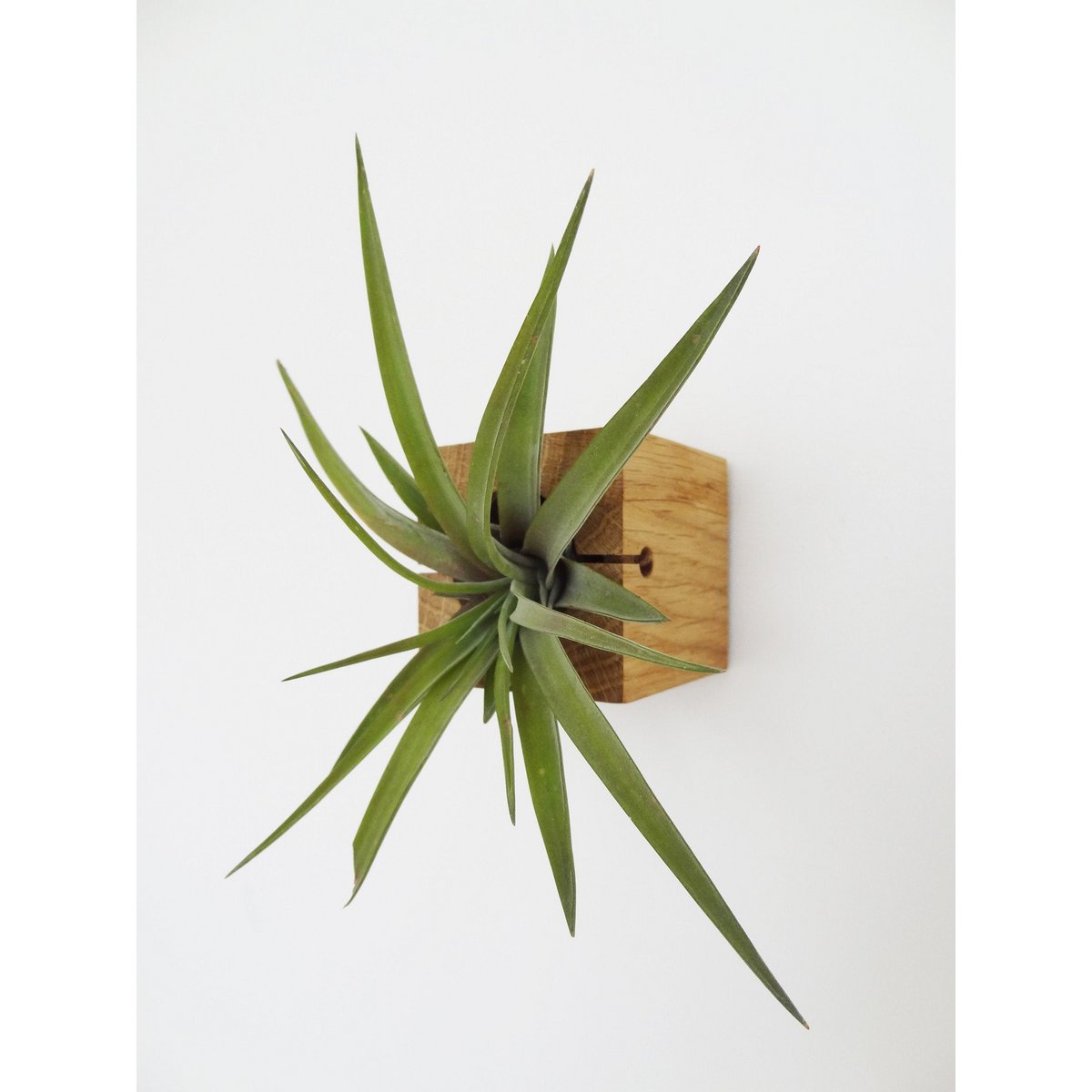 Houten luchtplanthouder kubus 6x6x6 cm licht eiken