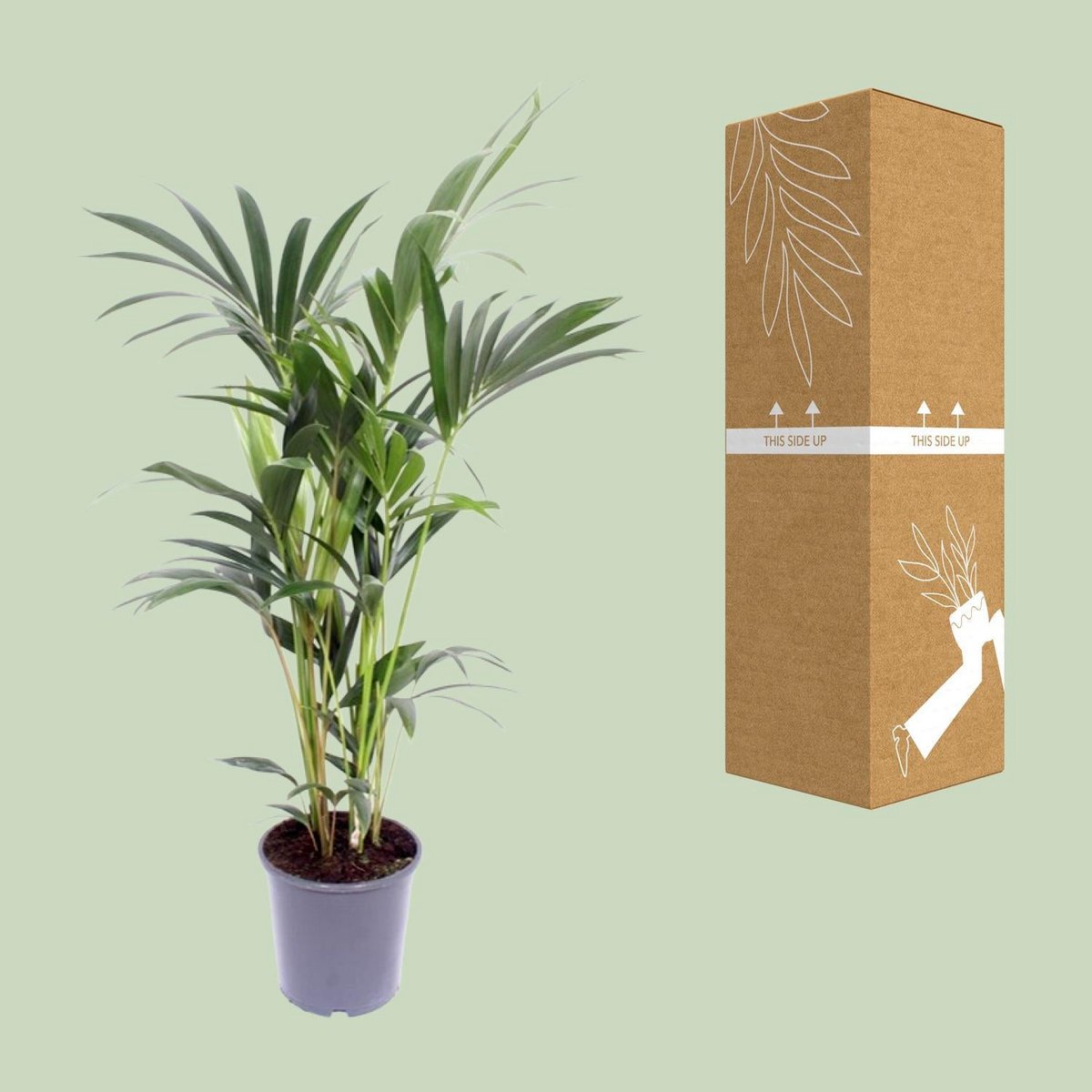 Kentia Palm Howea Forsteriana 5 per pot