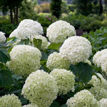 Hydrangea Strong Annabelle pot Ø19cm hoogte 30cm