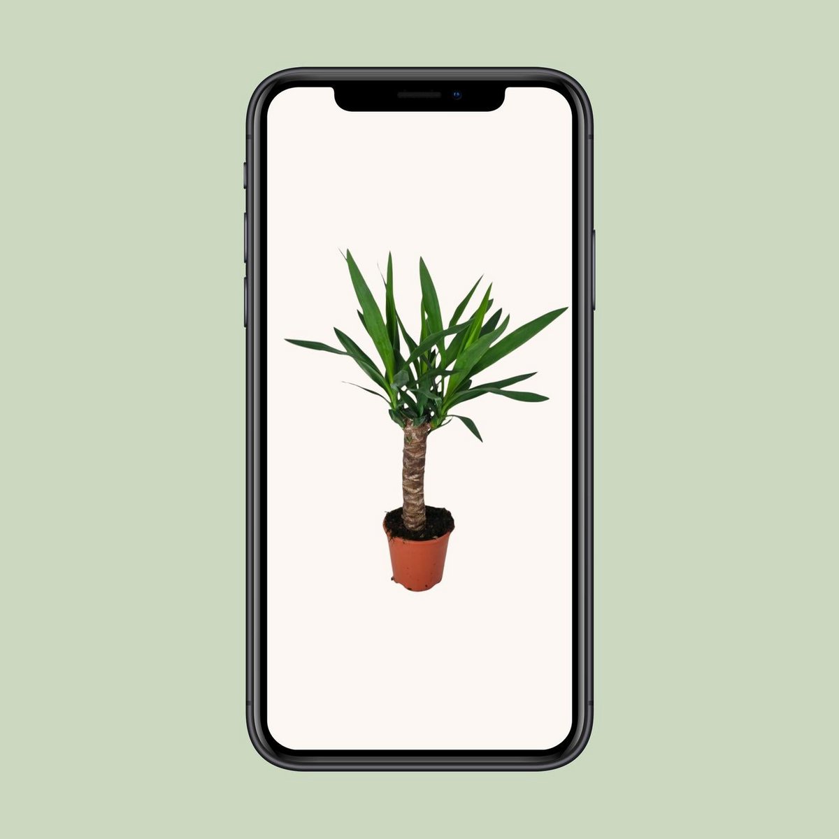 Yucca - Ø5.5" - ↕23.5"