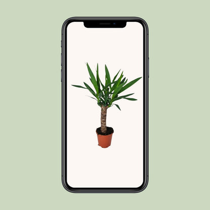 Yucca - Ø5.5" - ↕23.5"