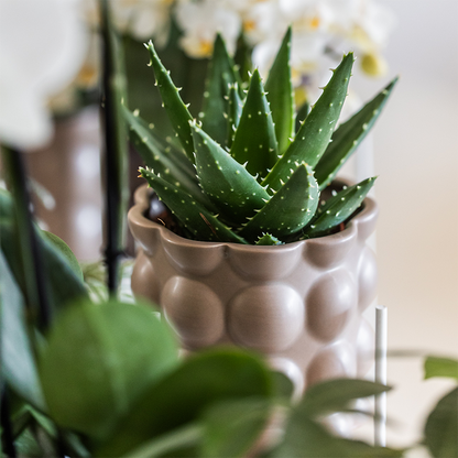Set sierpotten 3 stuks zandkleur 6 9 12 cm