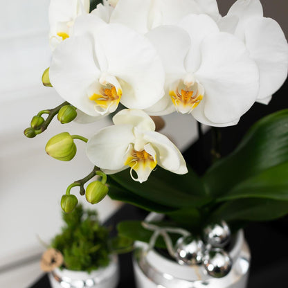Plantenset orchidee succulent zilver dienblad