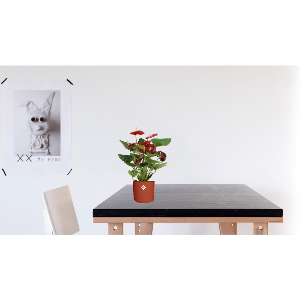 Anthurium calon in transparent sleeve - Ø12cm - ↕36cm