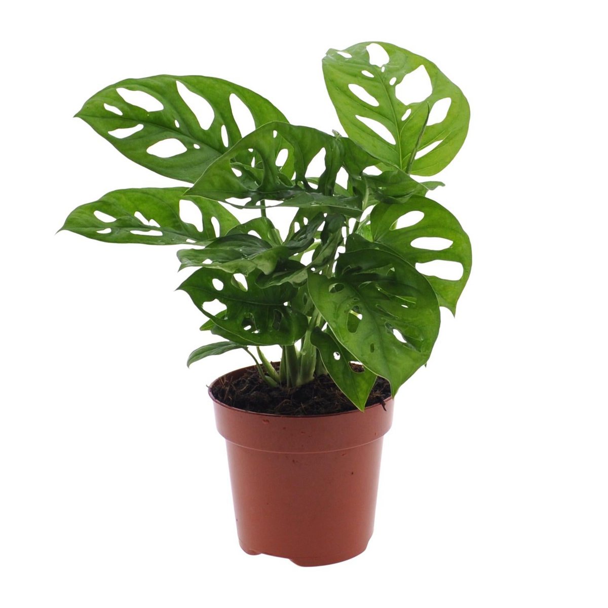 Monstera Monkey Leaf gatenplant Ø12cm ↕30cm
