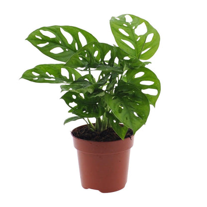 Monstera Monkey Leaf gatenplant Ø12cm ↕30cm
