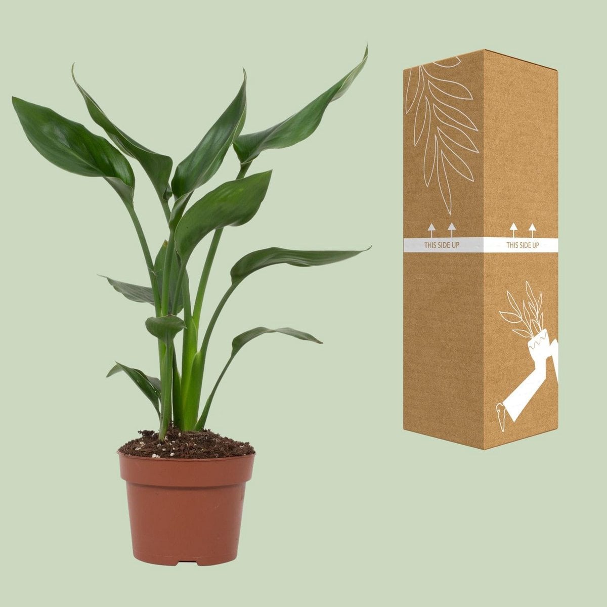 Strelitzia Queen kamerplant Ø12cm ↕35cm