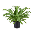 Vogelnestvaren Asplenium nidus Crissie pot 17 cm