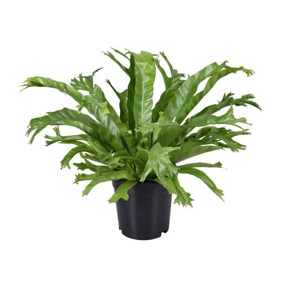 Vogelnestvaren Asplenium nidus Crissie pot 17 cm