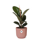 Ficus Elastica Robusta kamerplant 14cm roze pot