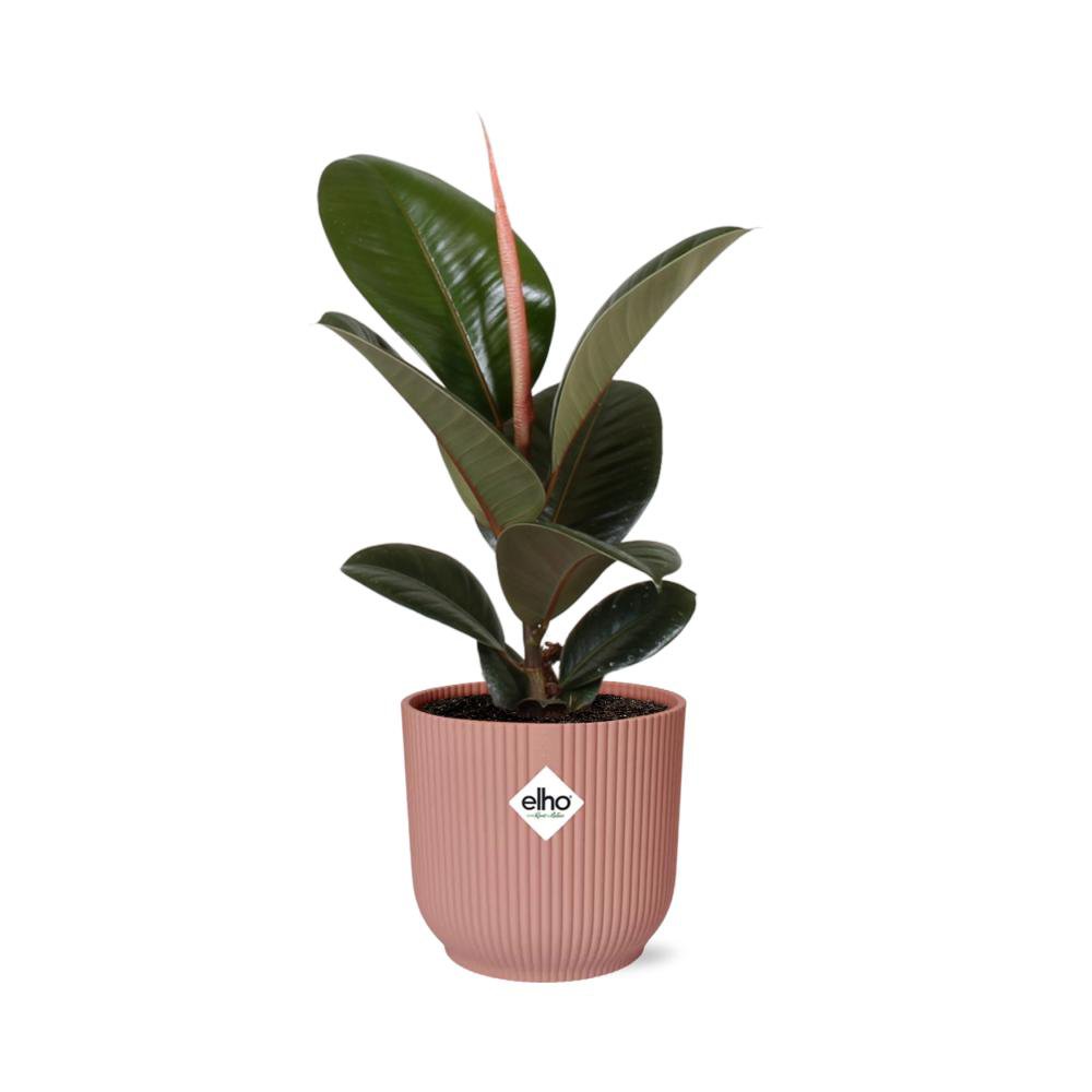 Ficus Elastica Robusta kamerplant 14cm roze pot