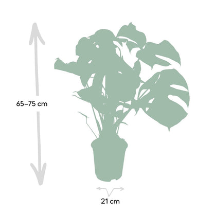 Kamerplant Monstera Deliciosa Ø21cm 65cm