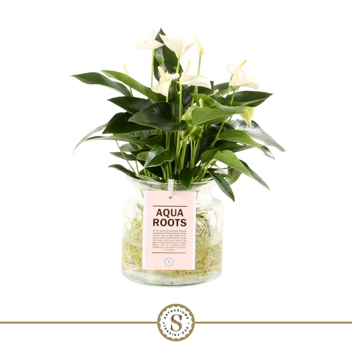 Anthurium Aqua Roots White Champion glazen pot