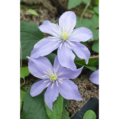 3x - Clematis Just - ↨65cm - Ø15