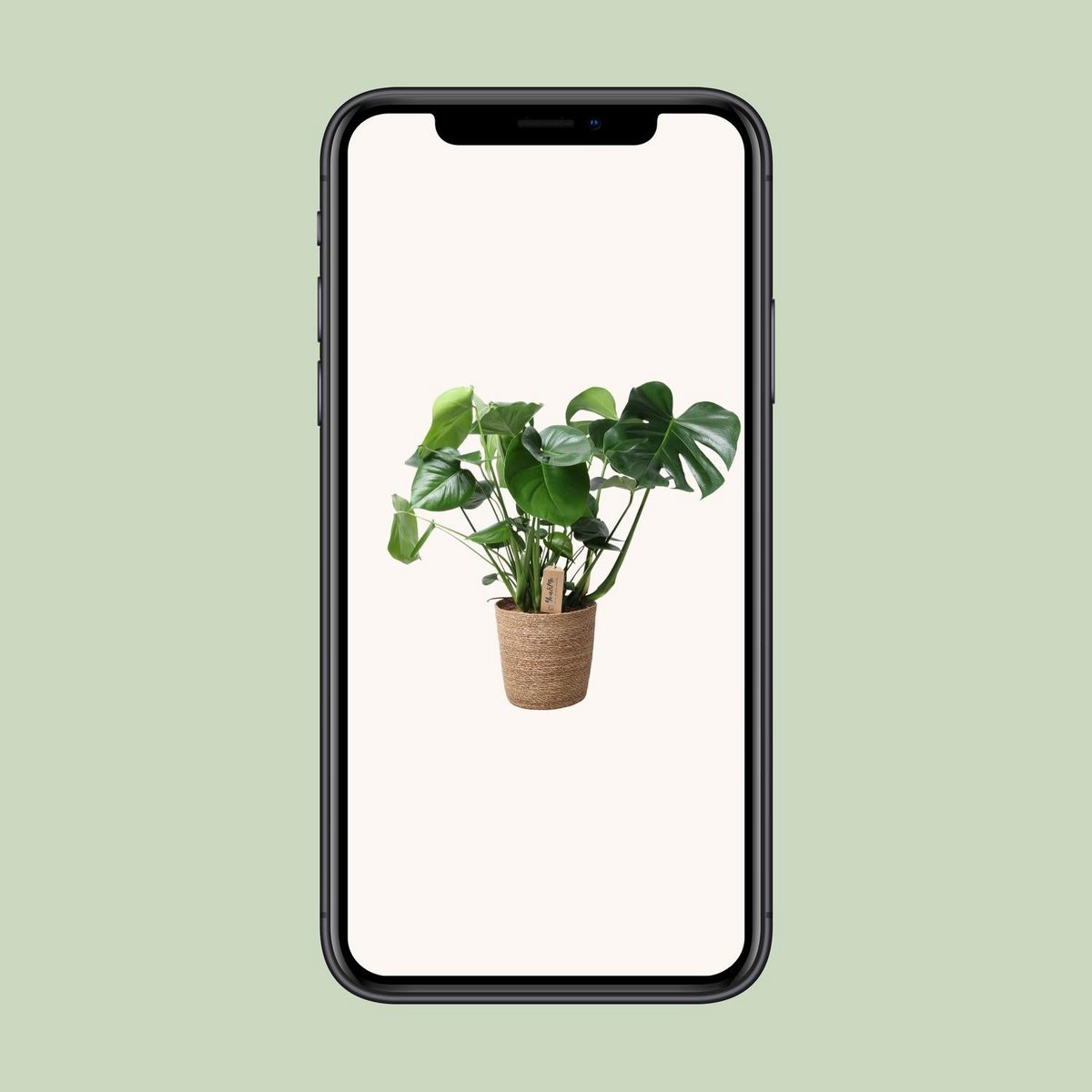 Monstera in natural basket - Ø21cm - ↕60 cm