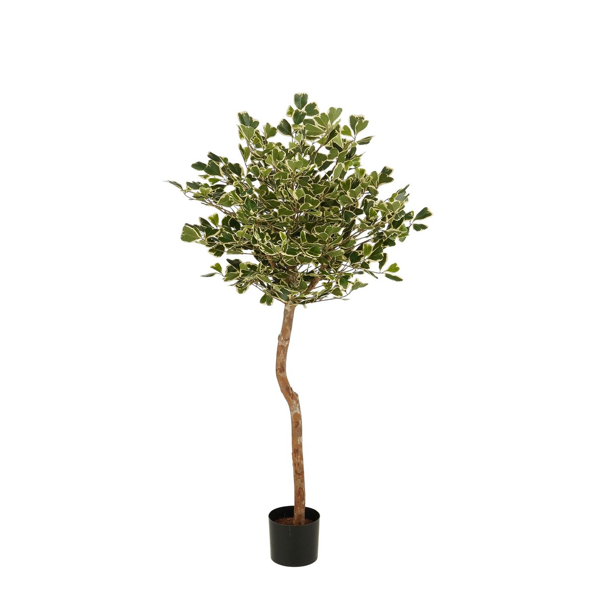 Kunstplant Ficus Triangularis 150 cm groen