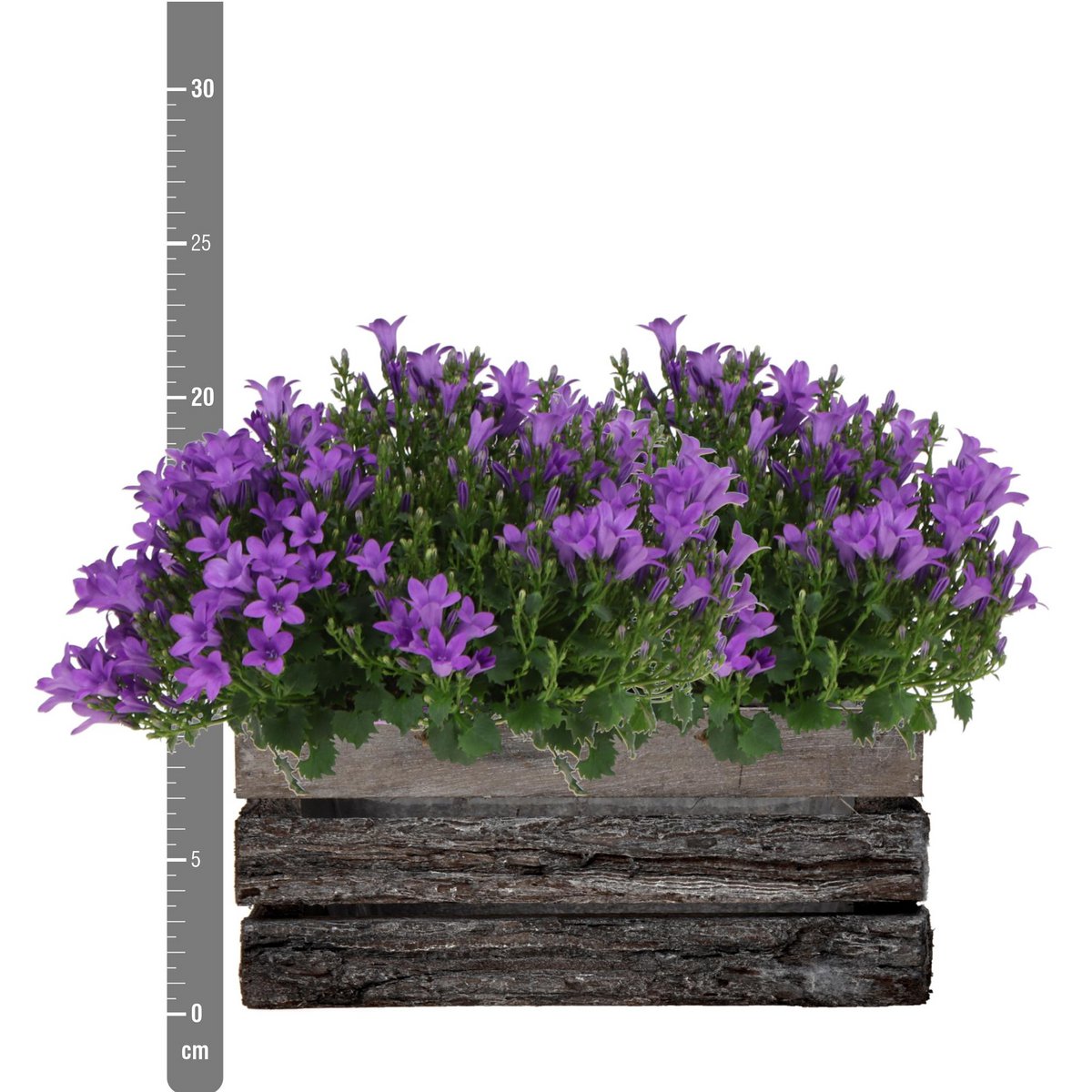 Twee Paarse Campanula Planten in Houten Kist – Vaste Tuinplant & Winterhard