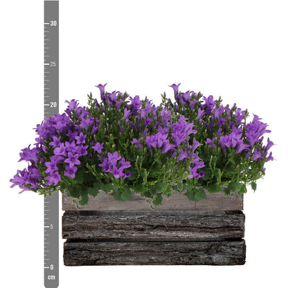 Twee Paarse Campanula Planten in Houten Kist – Vaste Tuinplant & Winterhard