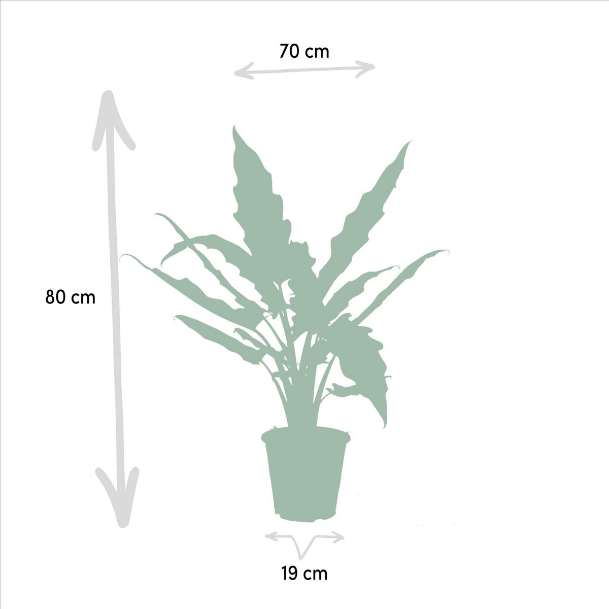 Alocasia Lauterbachiana kamerplant Ø19cm ↕80cm