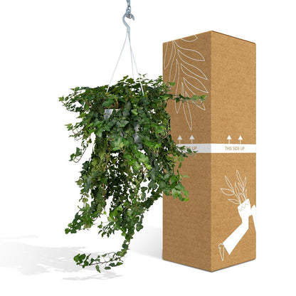 Hedera Wonder Green Hanging - Ivy - Ø24cm - ↕70cm