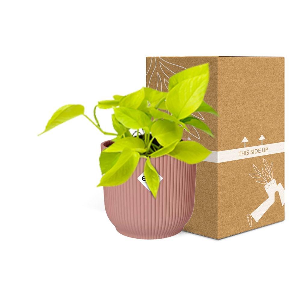 Kamerplant Epipremnum Golden Pothos in Elho pot roze 14cm