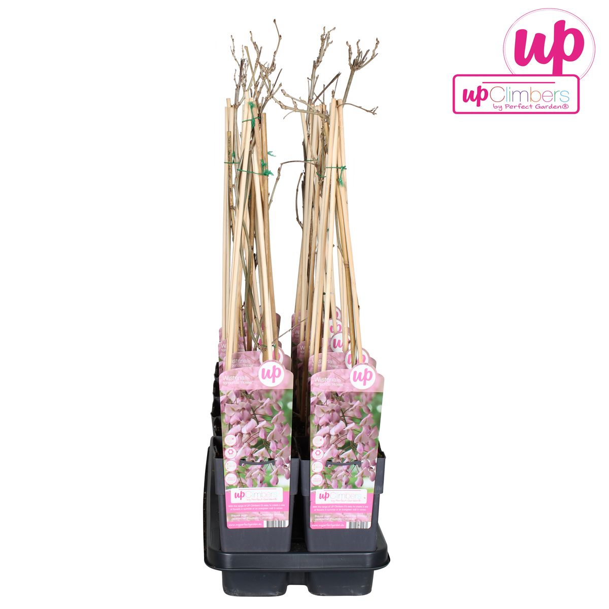 Klimplant Wisteria Rosea 65 cm Ø15 cm