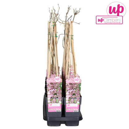 Klimplant Wisteria Rosea 65 cm Ø15 cm
