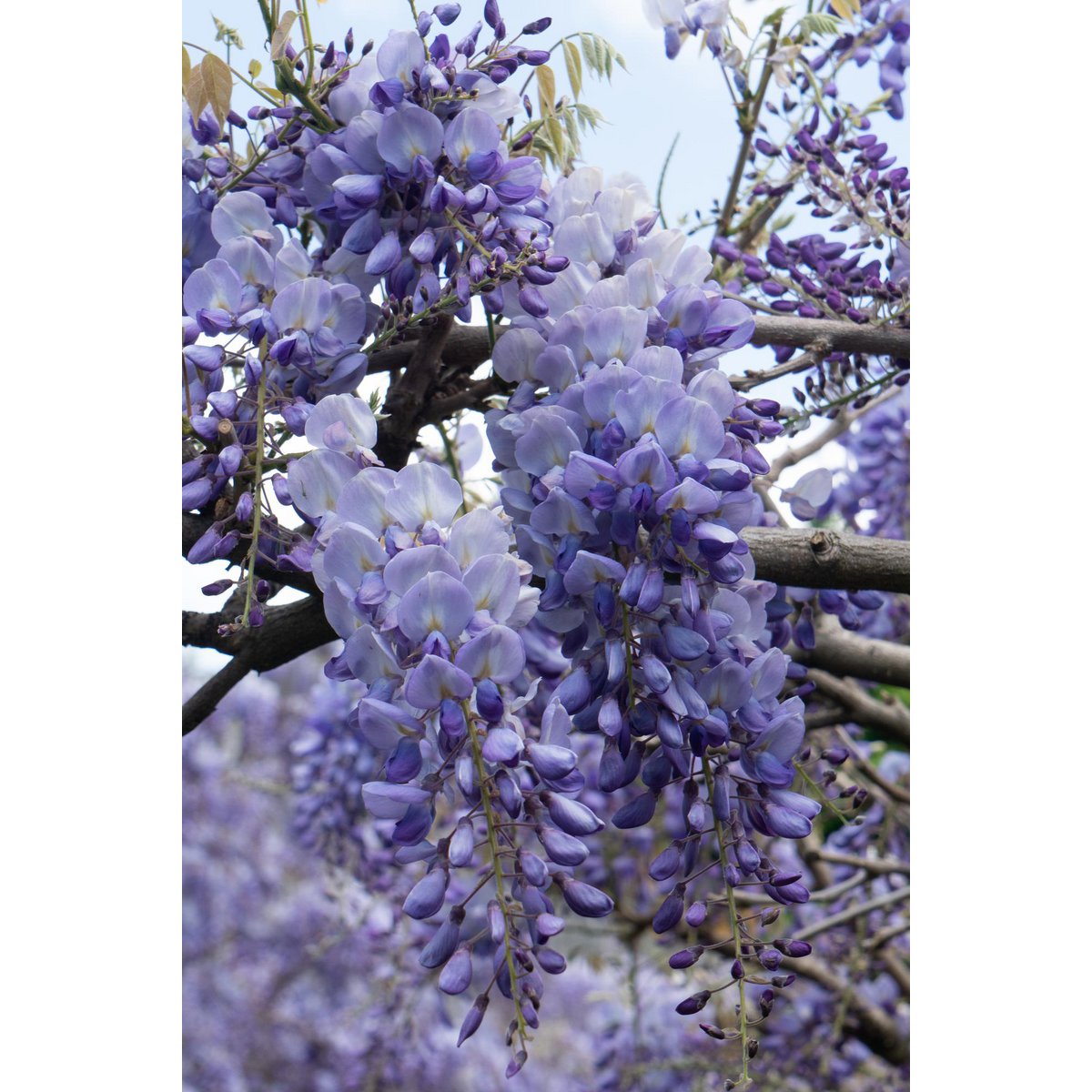 Wisteria sinensis 'Prolific' - Wisteria - Ø15cm - ↕65cm