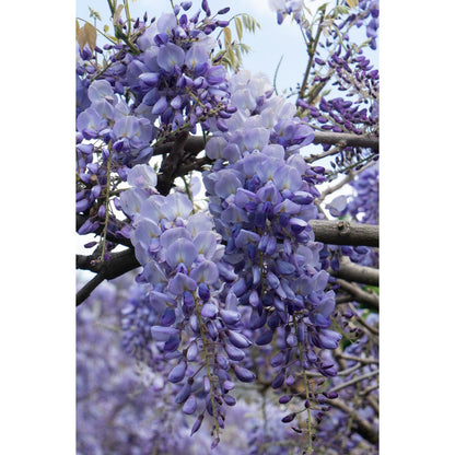 Wisteria sinensis 'Prolific' - Wisteria - Ø15cm - ↕65cm