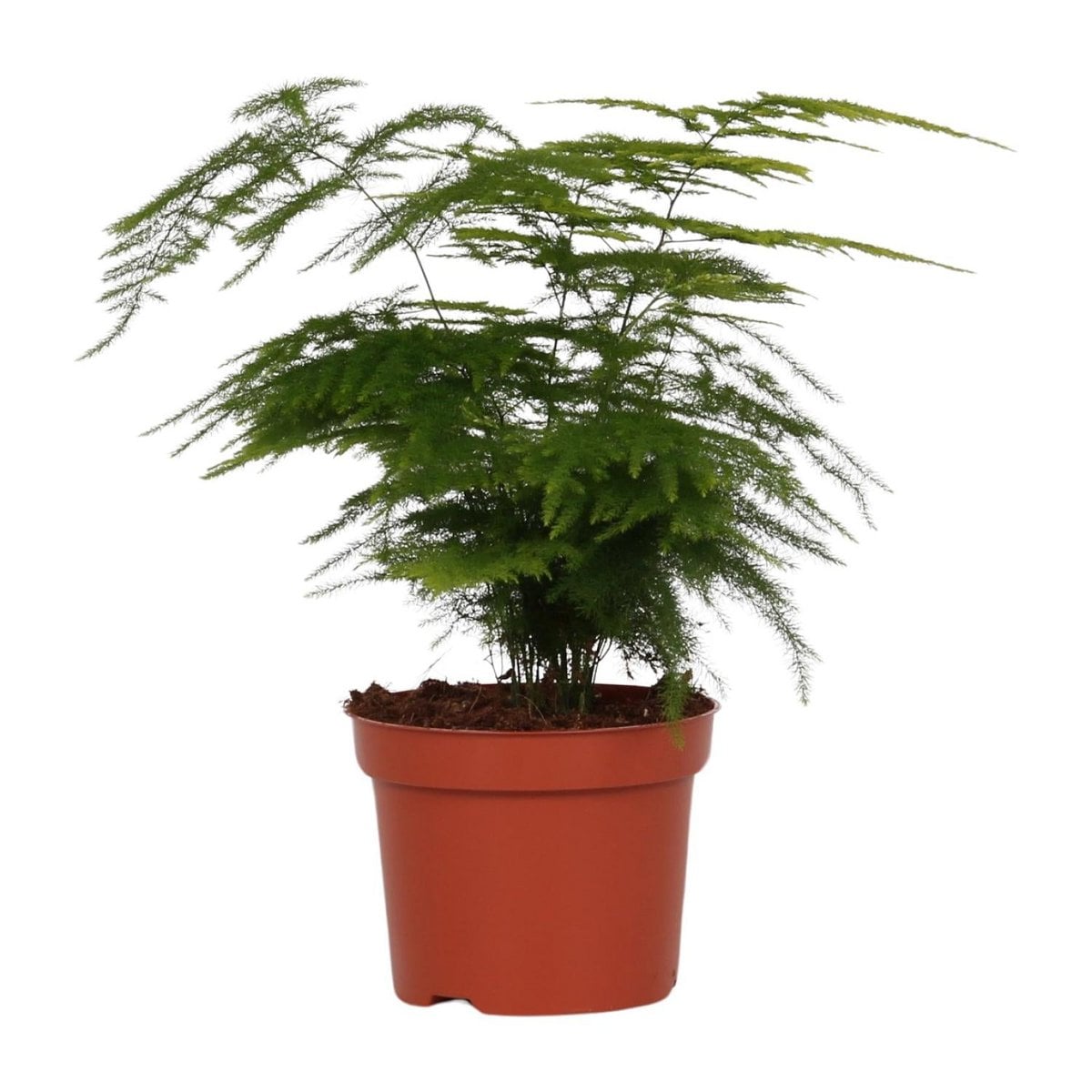 Asparagus setaceus - Ø12cm - ↕35 cm