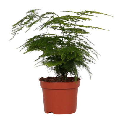 Asparagus setaceus - Ø12cm - ↕35 cm