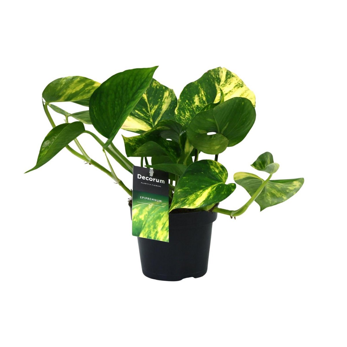 Scindapsus Epipremnum oranje plant Ø12cm ↕25cm