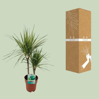 Dracaena margina bicolor - Ø19cm - ↕70cm