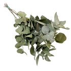Dried Flowers Eucalyptus Cinerea 6 Pieces Length 50 cm