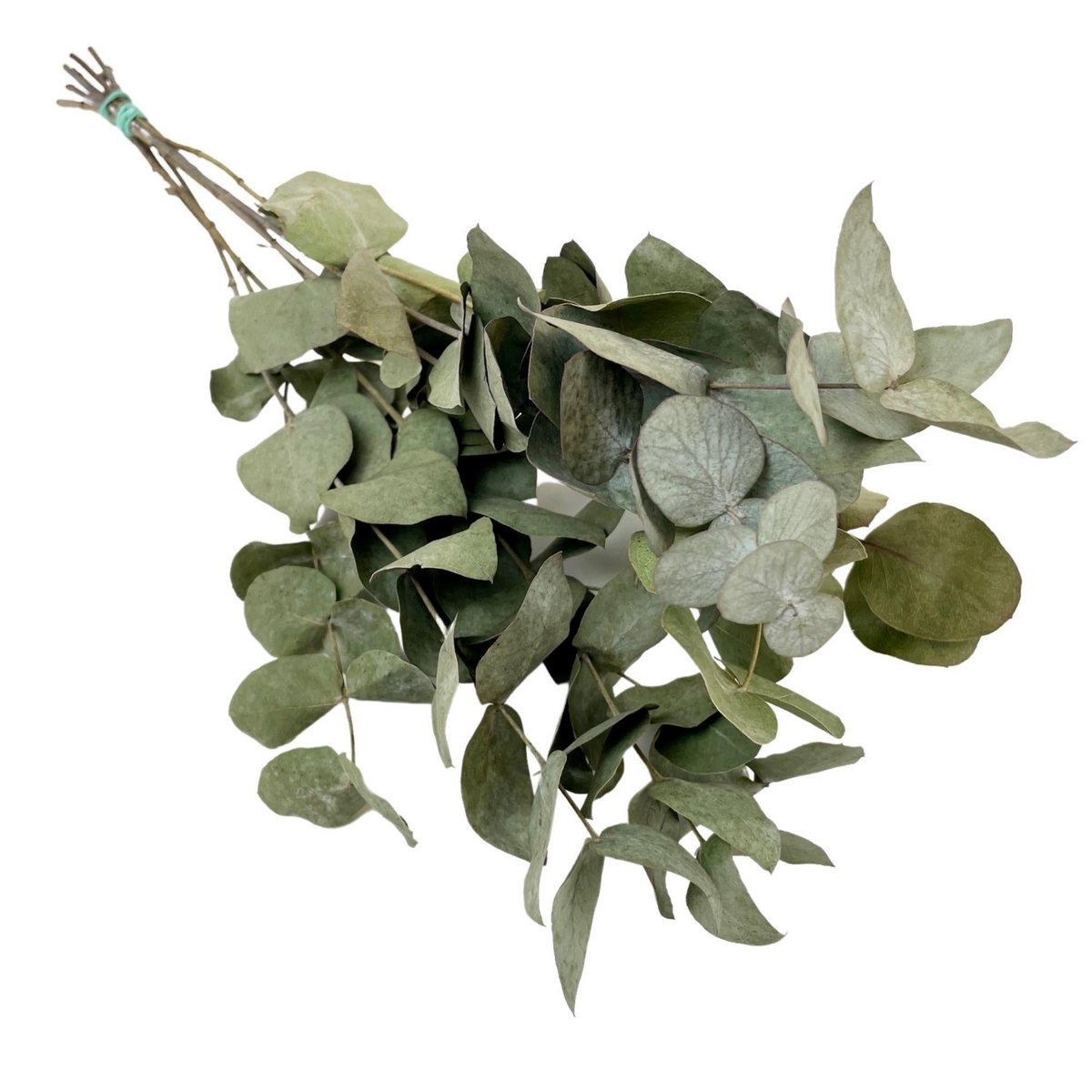 Droogbloemen Eucalyptus Cinerea 6 stuks 50 cm