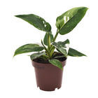 Philodendron White Princess Ø12cm 25cm