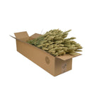 Droogbloemen tarwe 4 bosjes 60 cm natural