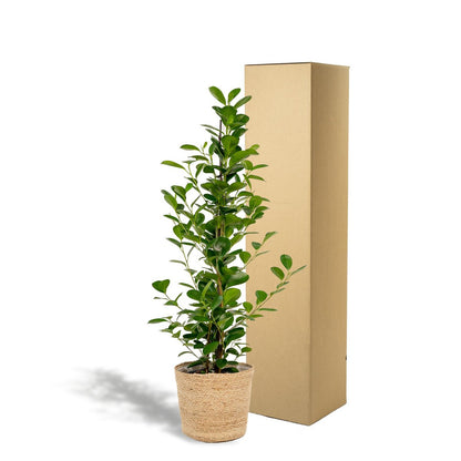 Ficus microcarpa moclame 95cm Ø21cm met mand