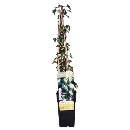Klimop Hedera Helix Goldheart Ø15cm ↕65cm
