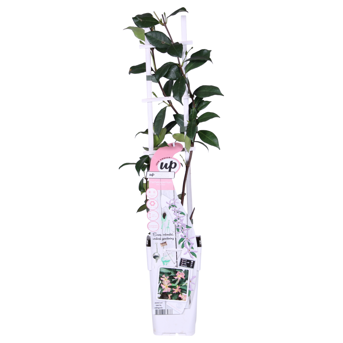 Trachelospermum 'Star of Ibiza' - Pink Star Jasmine - Ø15cm - ↕65cm
