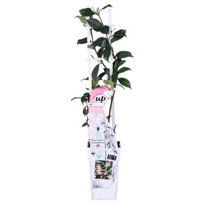 Trachelospermum 'Star of Ibiza' - Pink Star Jasmine - Ø15cm - ↕65cm