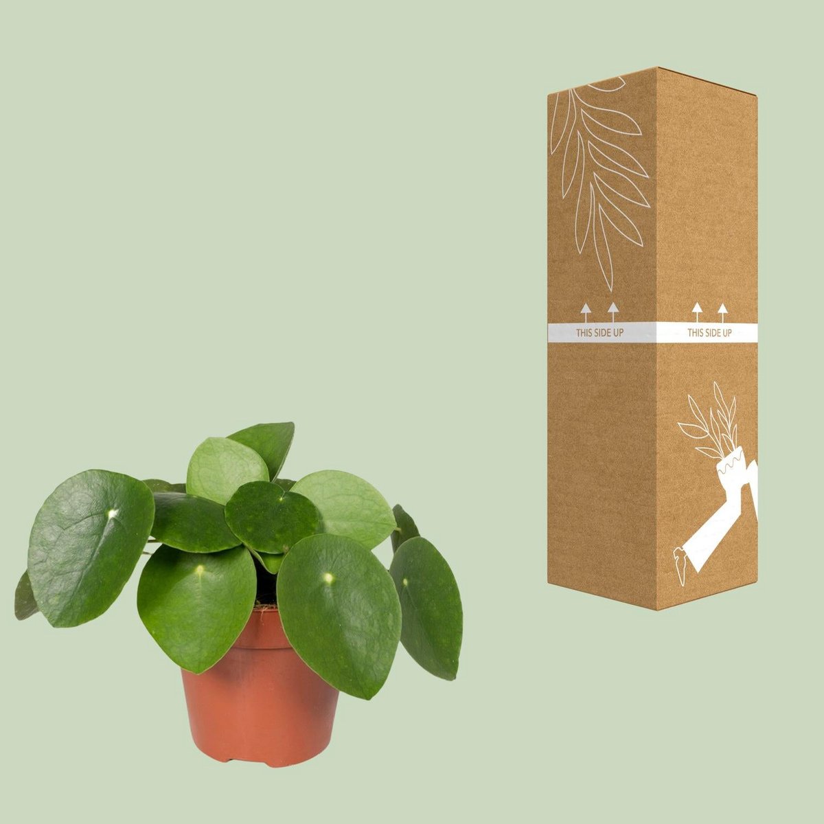Pilea Peperomioides - Pancake Plant - Ø12cm - ↕20 cm