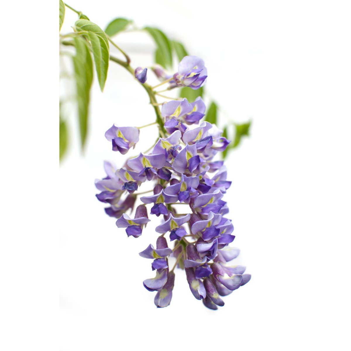 Wisteria sinensis 'Prolific' - Wisteria - Ø15cm - ↕65cm