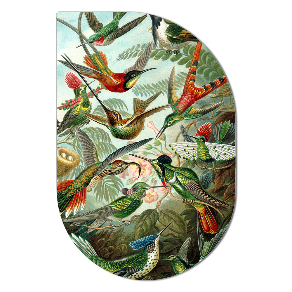 ScandiArt hummingbirds by Ernst Haeckel