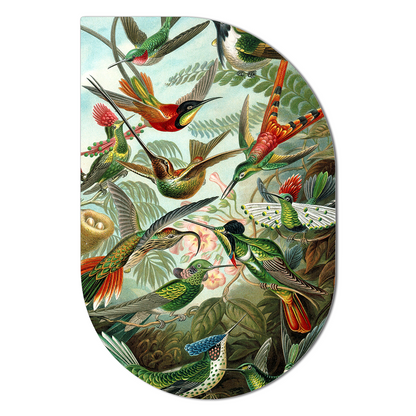 ScandiArt hummingbirds by Ernst Haeckel