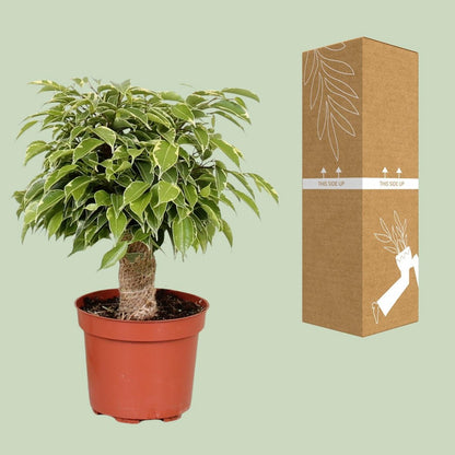 Kamerplant Ficus Benjamina Kinky Ø12cm ↕28cm