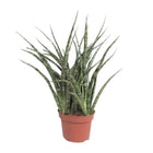 Sansevieria Fernwood Punk kamerplant Ø12cm ↕35cm