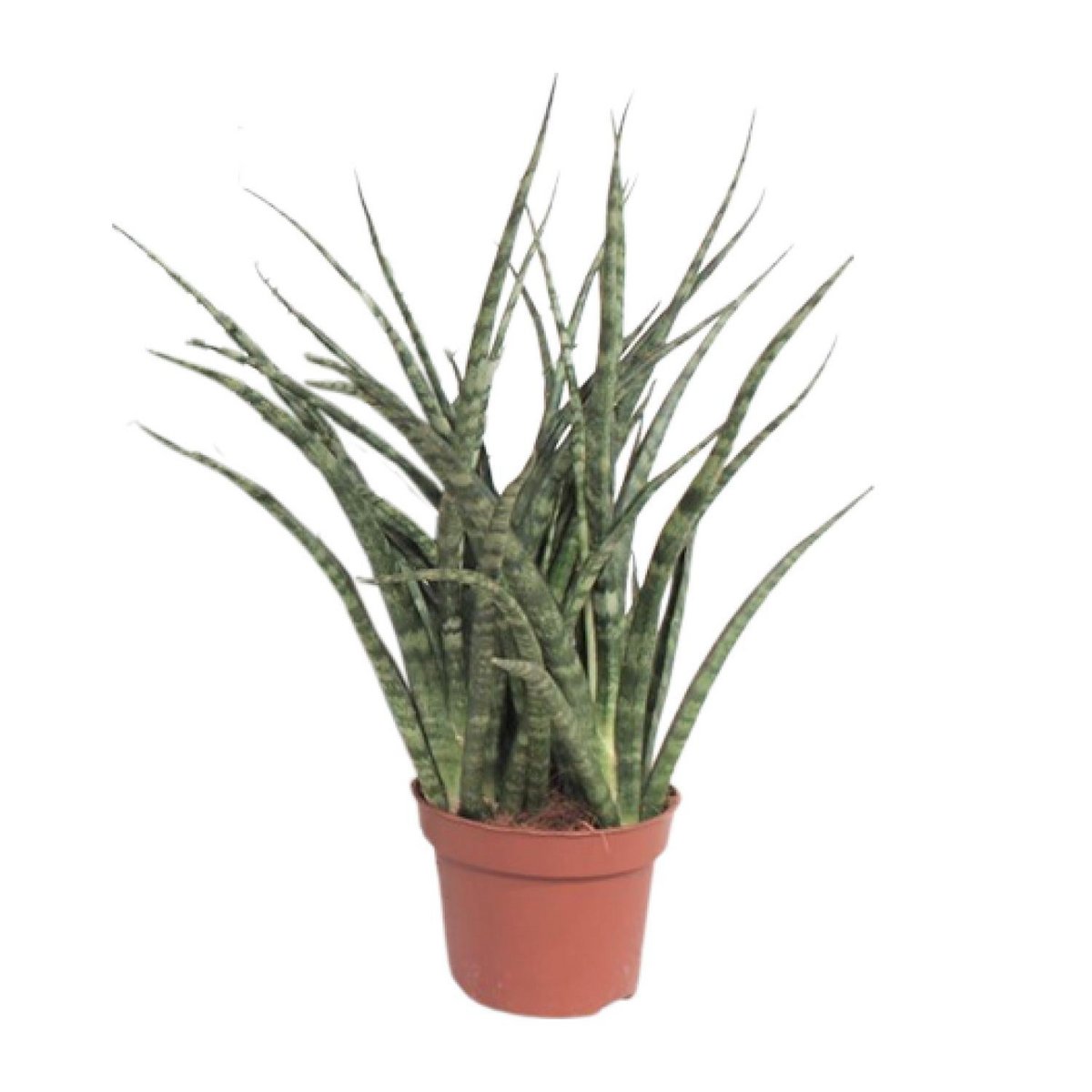 Sansevieria Fernwood Punk kamerplant Ø12cm ↕35cm