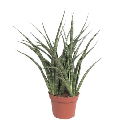 Sansevieria Fernwood Punk kamerplant Ø12cm ↕35cm