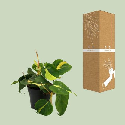 Lophospermum brasil klimmen - Ø12cm - ↕20cm